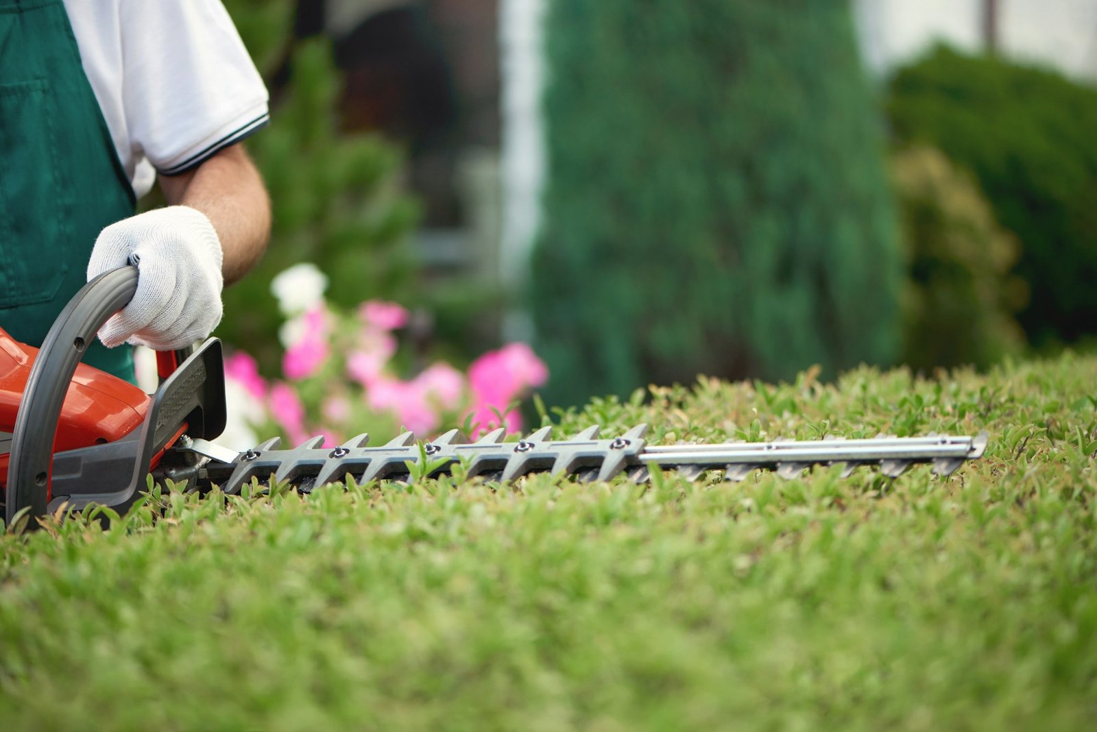 Close up of gargener trimming bushes